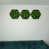 Set of three hexagon reindeer moss wall art pieces in black frames mounted on a white wall above a teal couch