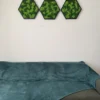 Three hexagon moss wall frames in black hanging over a couch, with a live edge coffee table in the foreground