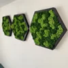 Side view of three black hexagonal reindeer moss frames hung in a line on a white wall