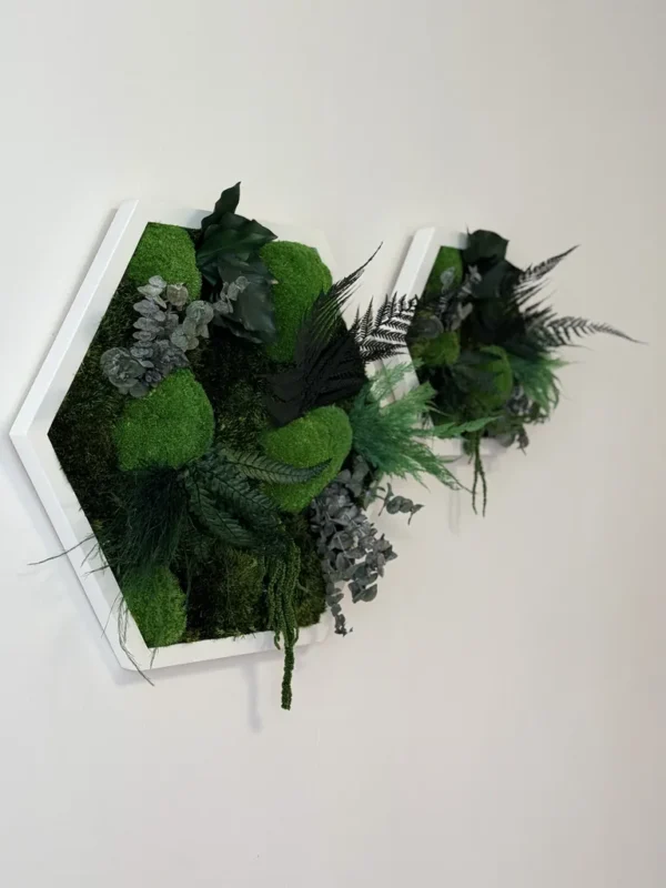 Live Hexagon Moss Picture – Unique Plant Arrangement - Image 4