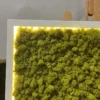 Close-up of green reindeer moss wall art in a white frame with perimeter LED backlight.