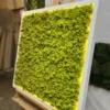 Green reindeer moss wall art in a white frame with perimeter LED lighting, displayed on a wooden easel.