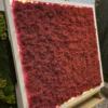 Square red reindeer moss wall art in a white frame with glowing LED backlighting resting on a wooden easel.