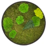 Round Moss Wall Art with Moss and Fern (Bun Moss, Reindeer Moss, Flat Moss)