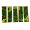 Five vertical wood-framed panels filled with green moss and curved driftwood branches on black background.