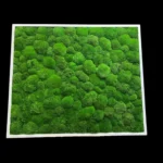 DIY Moss Picture Kit – Ball Moss - Image 3