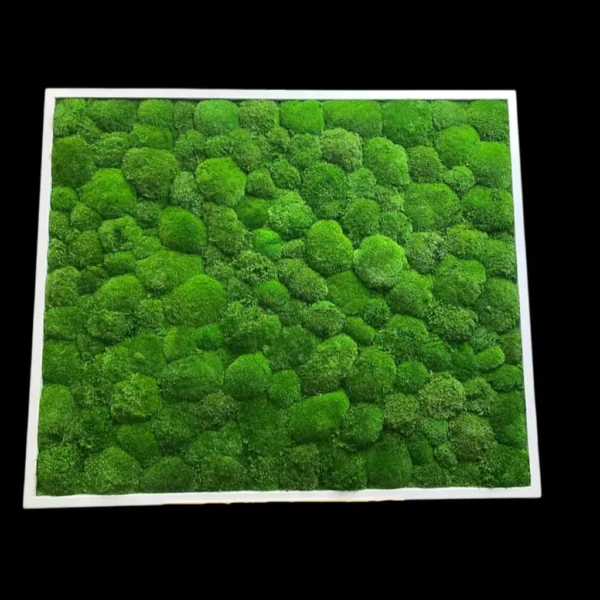 DIY Moss Picture Kit – Ball Moss - Image 3