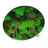 Round moss wall art with dimensional green moss textures and natural driftwood branches in a black frame, tilted view