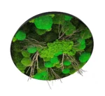 Round Moss Wall Art with Moss and Driftwood - Image 4