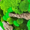 Close-up of vibrant mixed green moss and textured bark wood on circular wall art