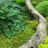 Close-up of preserved moss wall art with curved driftwood branch, bun moss, and green foliage.