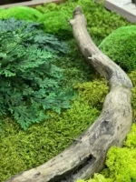 Moss Wall Art with Wood and Tinder Fungus - Image 3
