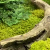 Close-up of weathered wooden branch surrounded by textured green moss and preserved fern foliage