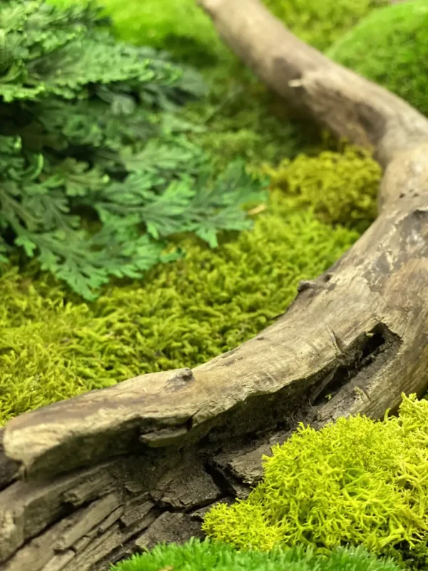 Moss Wall Art with Wood and Tinder Fungus - Image 2