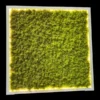 Framed stabilized moss wall art panel with integrated LED perimeter backlighting