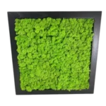 Reindeer Moss (Lichen)