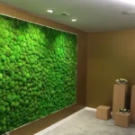 Ball Moss (Cushion Moss)