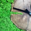 Wall clock face made of natural wood slice with tree rings, black hands, and green reindeer moss
