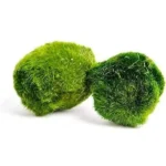 Marimo Moss Ball – Aegagropila linnaei 2–3 cm