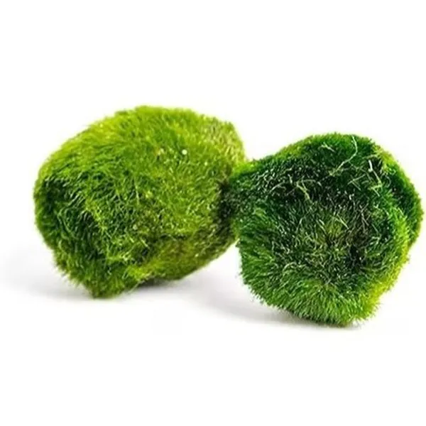 moosballs-2-3cm_result.webp Marimo Moss Ball – Aegagropila linnaei 2–3 cm - Image 1