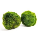 Marimo Moss Balls for Aquarium 5–7 cm - Image 8