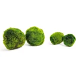 Marimo Moss Balls for Aquarium 5–7 cm