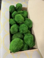 Stabilized Cladophora moss balls in 1 kg box - Image 2
