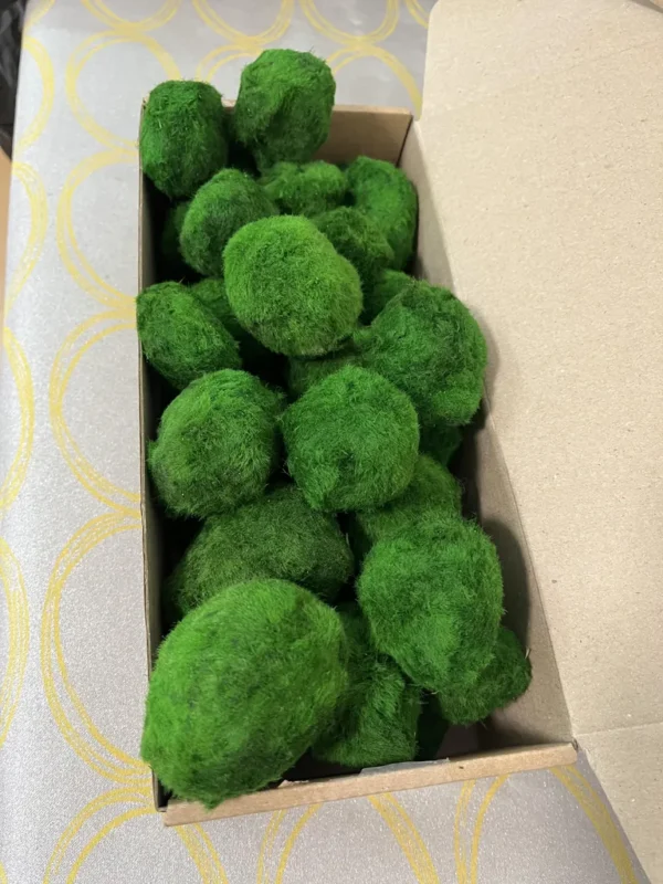 Stabilized Cladophora moss balls in 1 kg box - Image 2