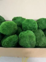 Stabilized Cladophora moss balls in 1 kg box