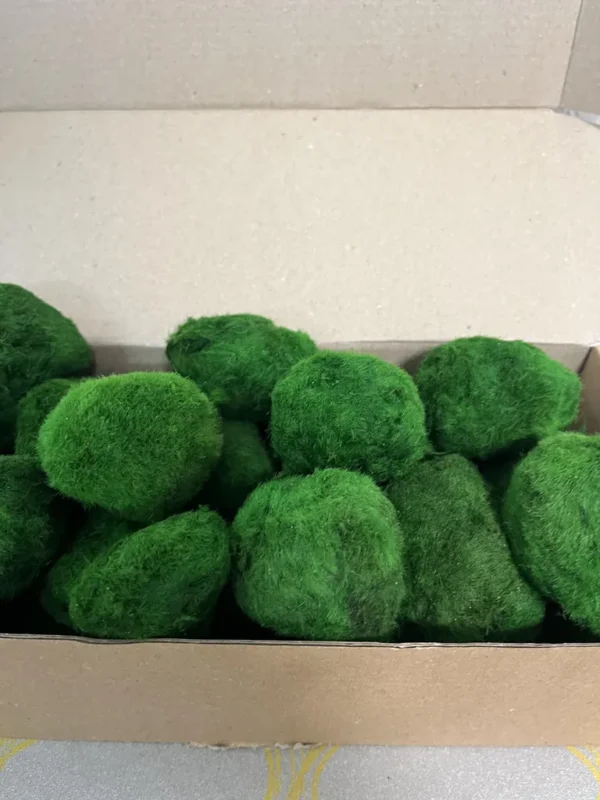 Stabilized Cladophora moss balls in 1 kg box - Image 4