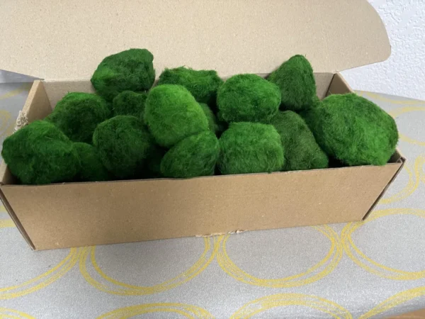 Stabilized Cladophora moss balls in 1 kg box - Image 5