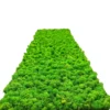 Rectangular green preserved reindeer moss wall panel viewed lengthwise on a white background.