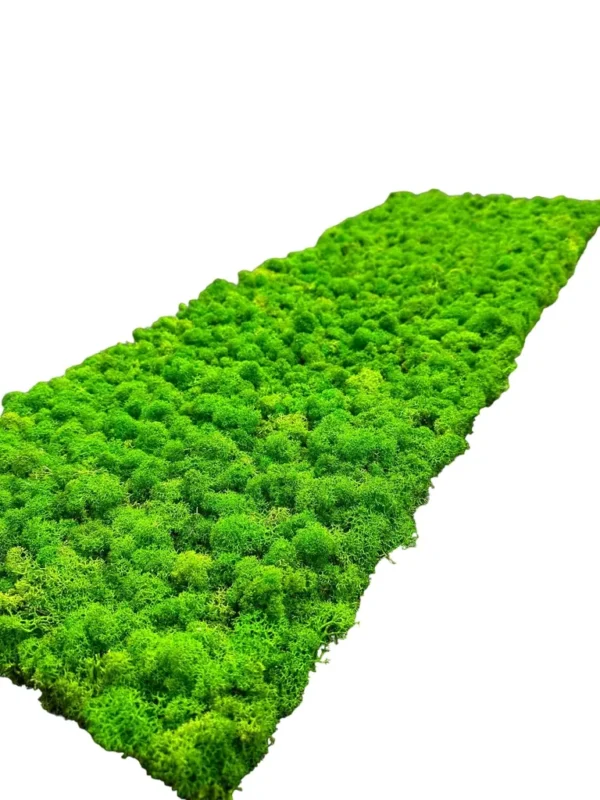 Moss Panel with Preserved Reindeer Moss - Image 4