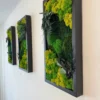 Three black framed preserved moss panels hung in a row, featuring textured green and yellow moss with eucalyptus.