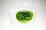 Marimo Moss Balls for Aquarium 5–7 cm - Image 6