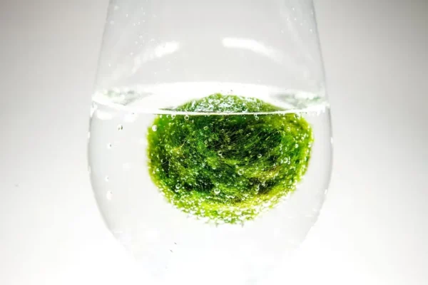 Marimo Moss Balls for Aquarium 5–7 cm - Image 6