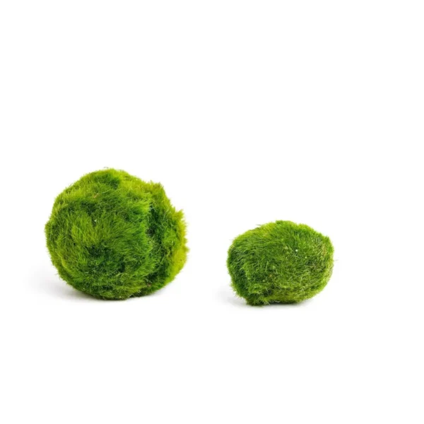 Marimo Moss Ball – Aquarium Moss Ball 4–5 cm - Image 6