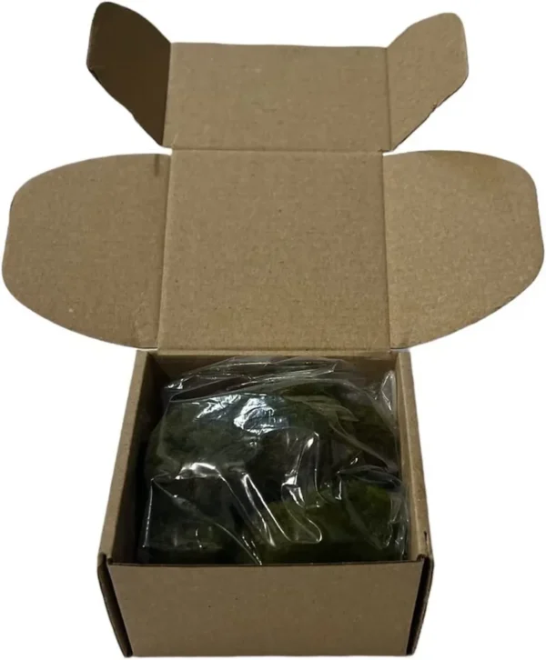 Marimo Moss Balls for Aquarium 5–7 cm - Image 11