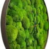 Side profile of round wall clock with lush green ball moss face, slim dark wood rim, and minimalist black hands.