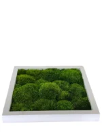 Moss Picture with Provence Moss (Siberian Moss) - Image 4