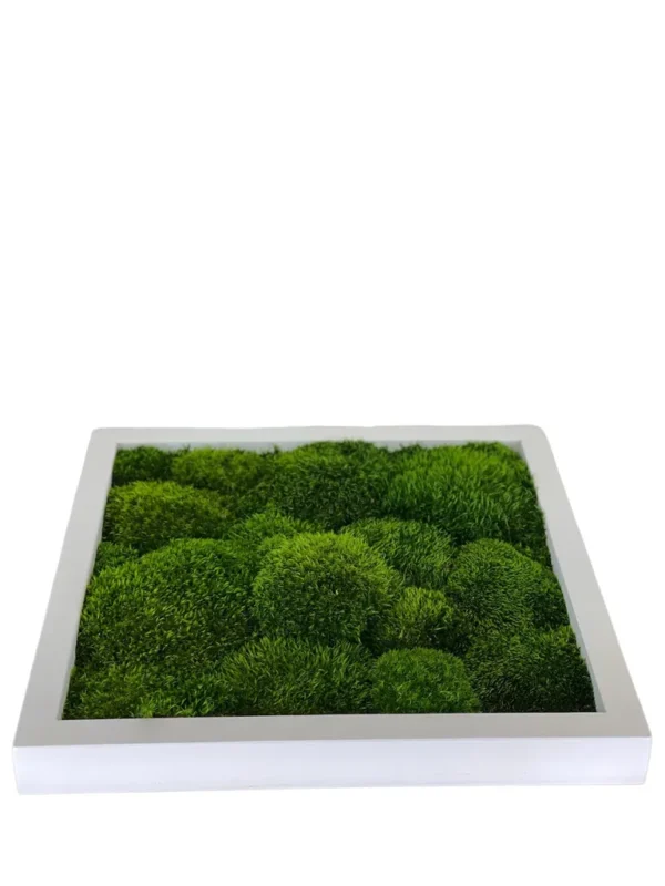 Moss Picture with Provence Moss (Siberian Moss) - Image 4