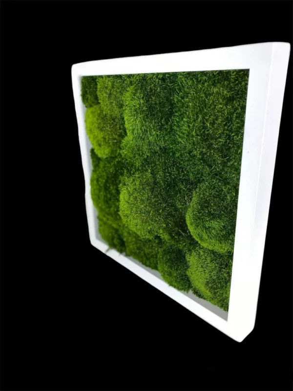Moss Picture with Provence Moss (Siberian Moss) - Image 3