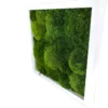 Angled view of Provence moss wall art with textured green cushion moss inside a white frame.