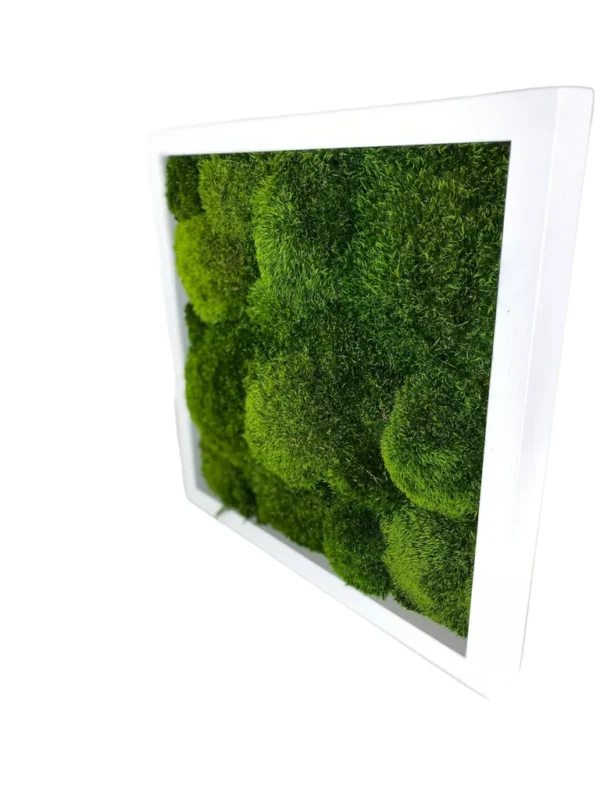 Moss Picture with Provence Moss (Siberian Moss) - Image 2