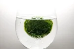Marimo Moss Balls for Aquarium 5–7 cm - Image 5