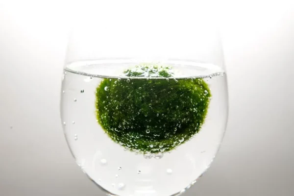 Marimo Moss Balls for Aquarium 5–7 cm - Image 5