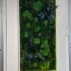Illuminated rectangular moss wall art with ball moss and preserved foliage in a slim white frame on a white wall.