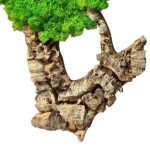Moss Wall Art 3-Piece Set – Moss Tree with Preserved Reindeer Moss and Cork Wood - Image 6