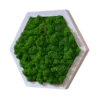 Hexagonal wall art featuring preserved reindeer moss inside a wooden frame