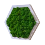 Moss Hexagon with Iceland Moss